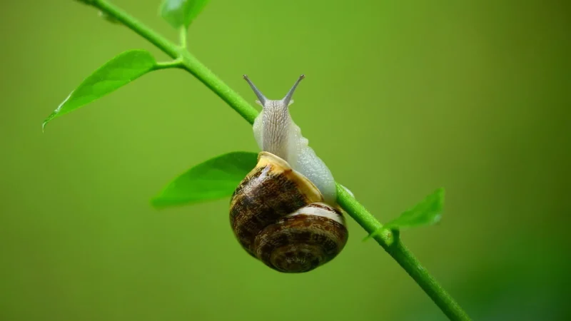 Jak pióra ślimaka inspirują nowoczesne amortyzatory gumowe